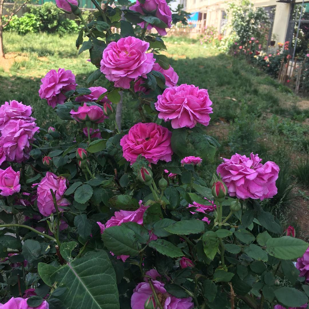 格力电器（振华商廈店）