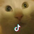 田园猫
