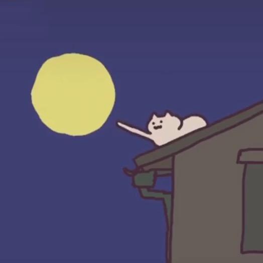 夜猫投食