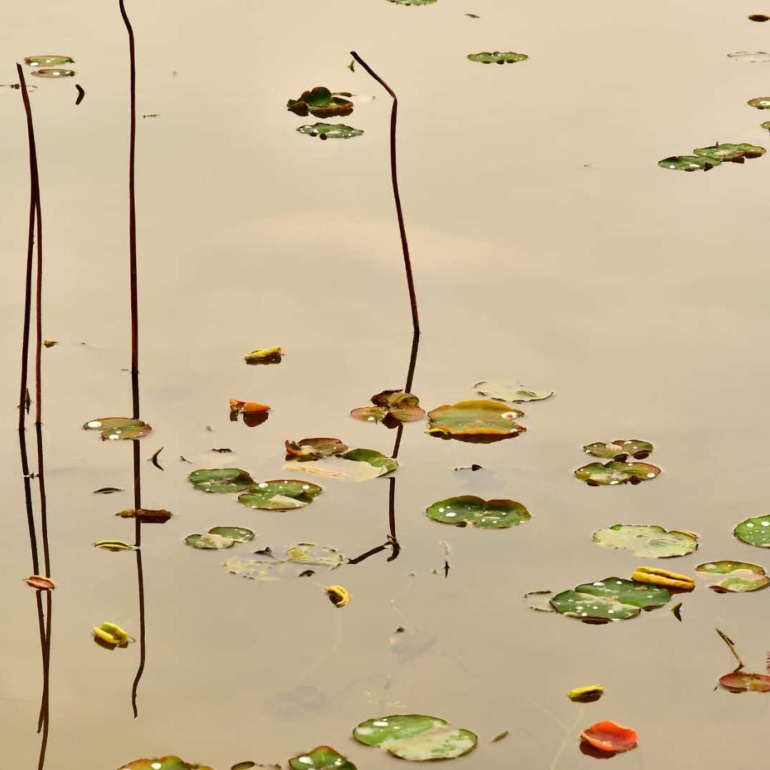 文静