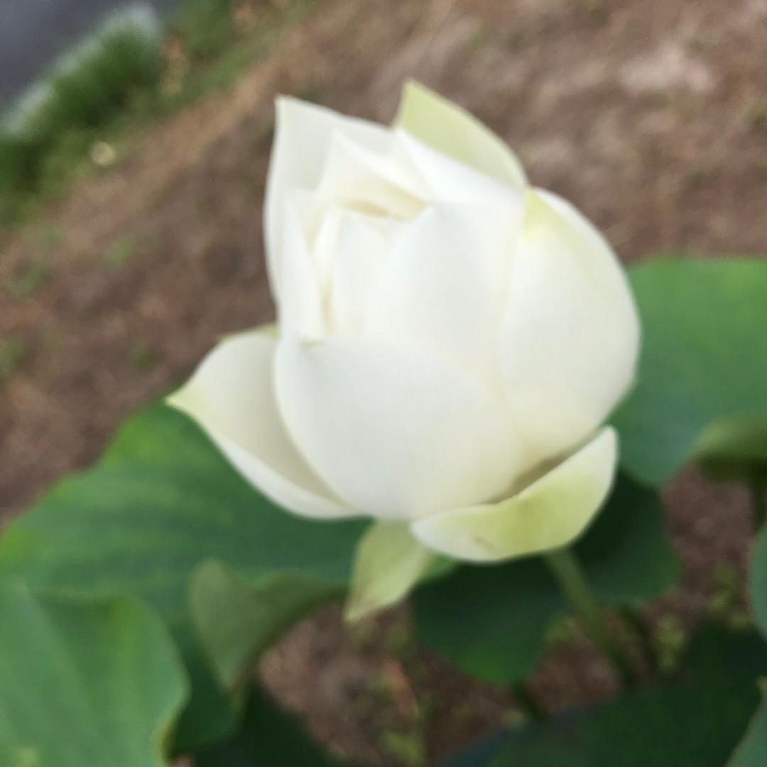 大锅烩菜卤面