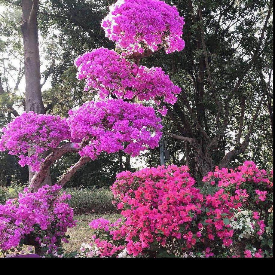 芯怡