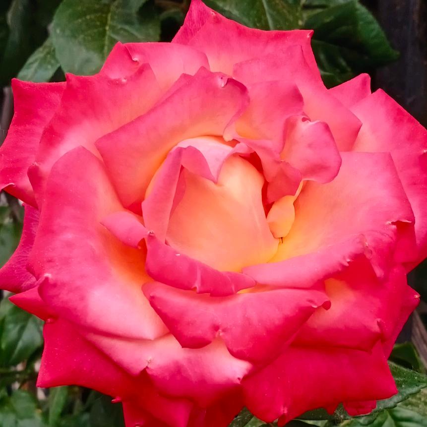 梦蝶（好物在橱窗）