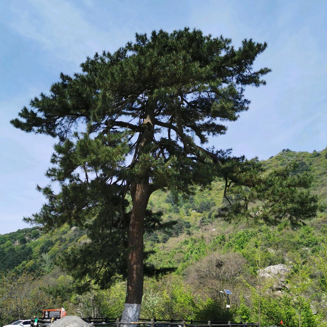老松树