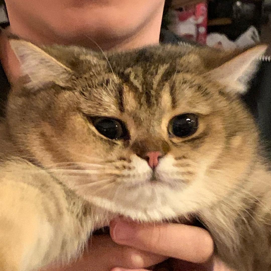 猪猪南瓜
