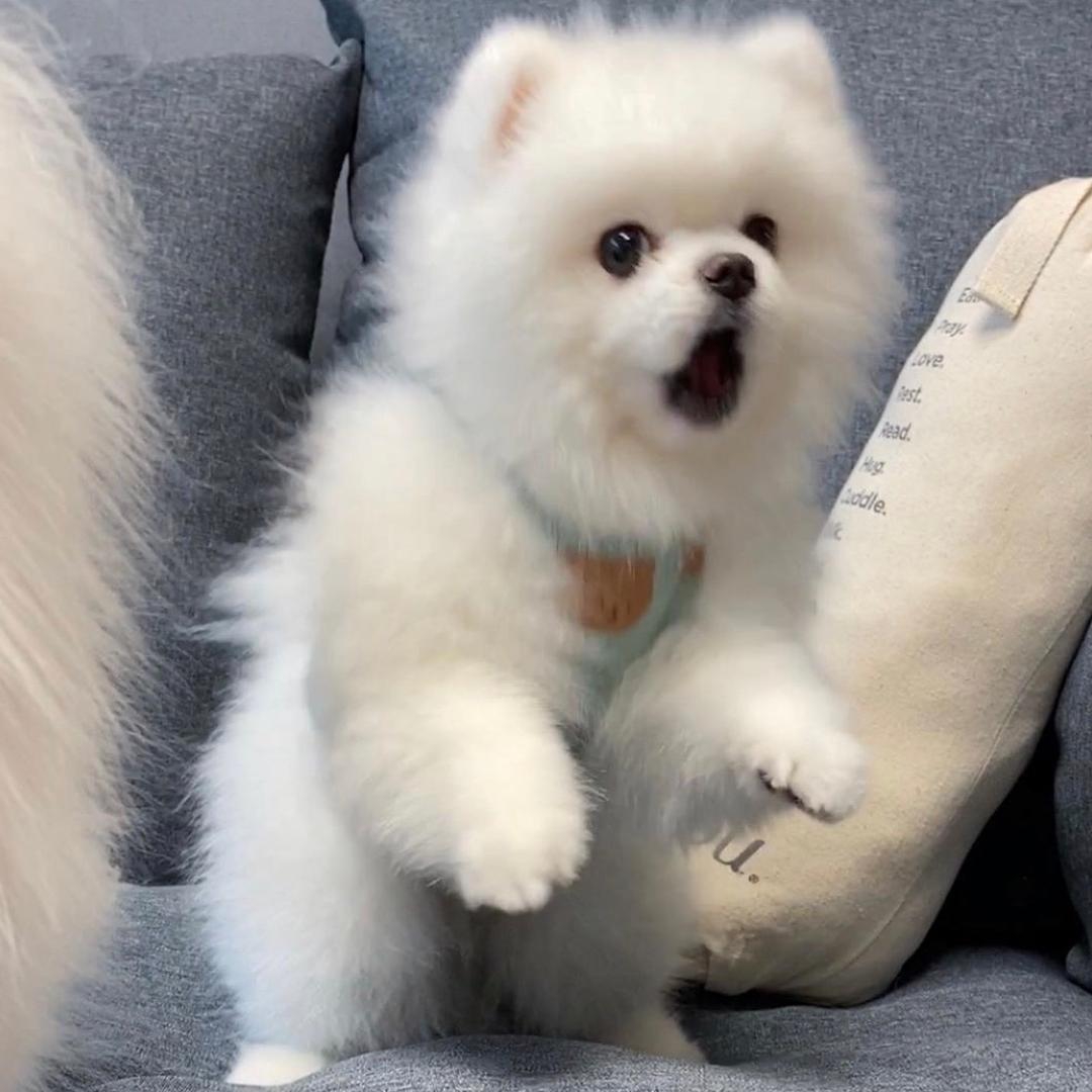 维扬