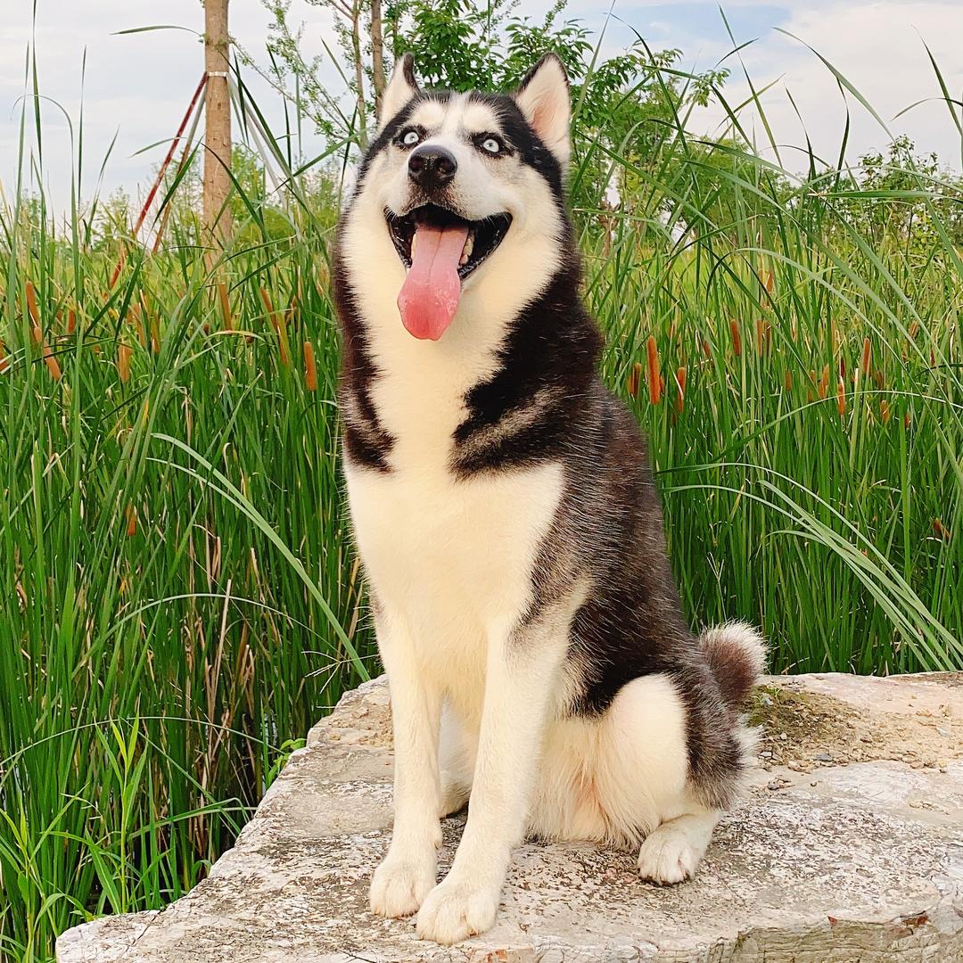 皮皮虾是只小二哈