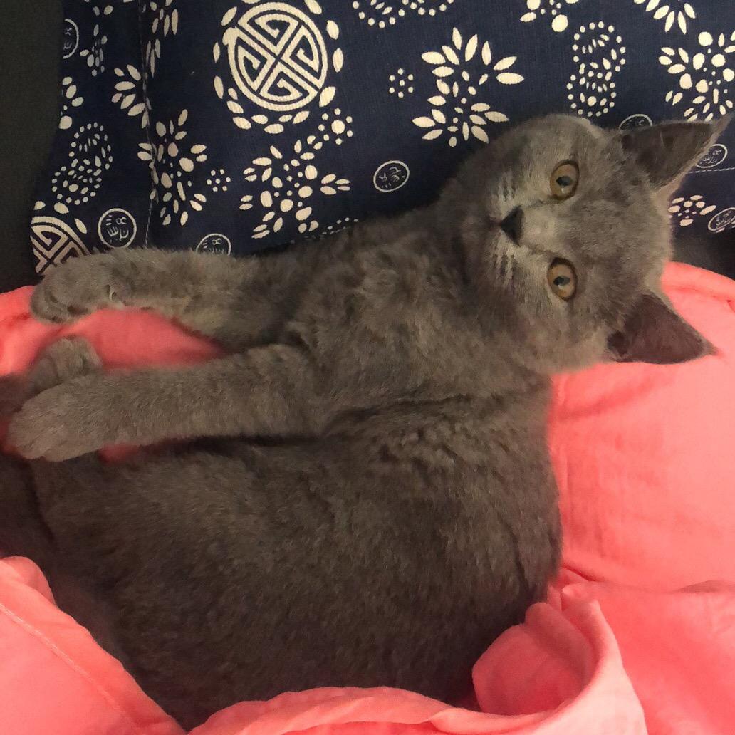 布丁辛巴包子小不点