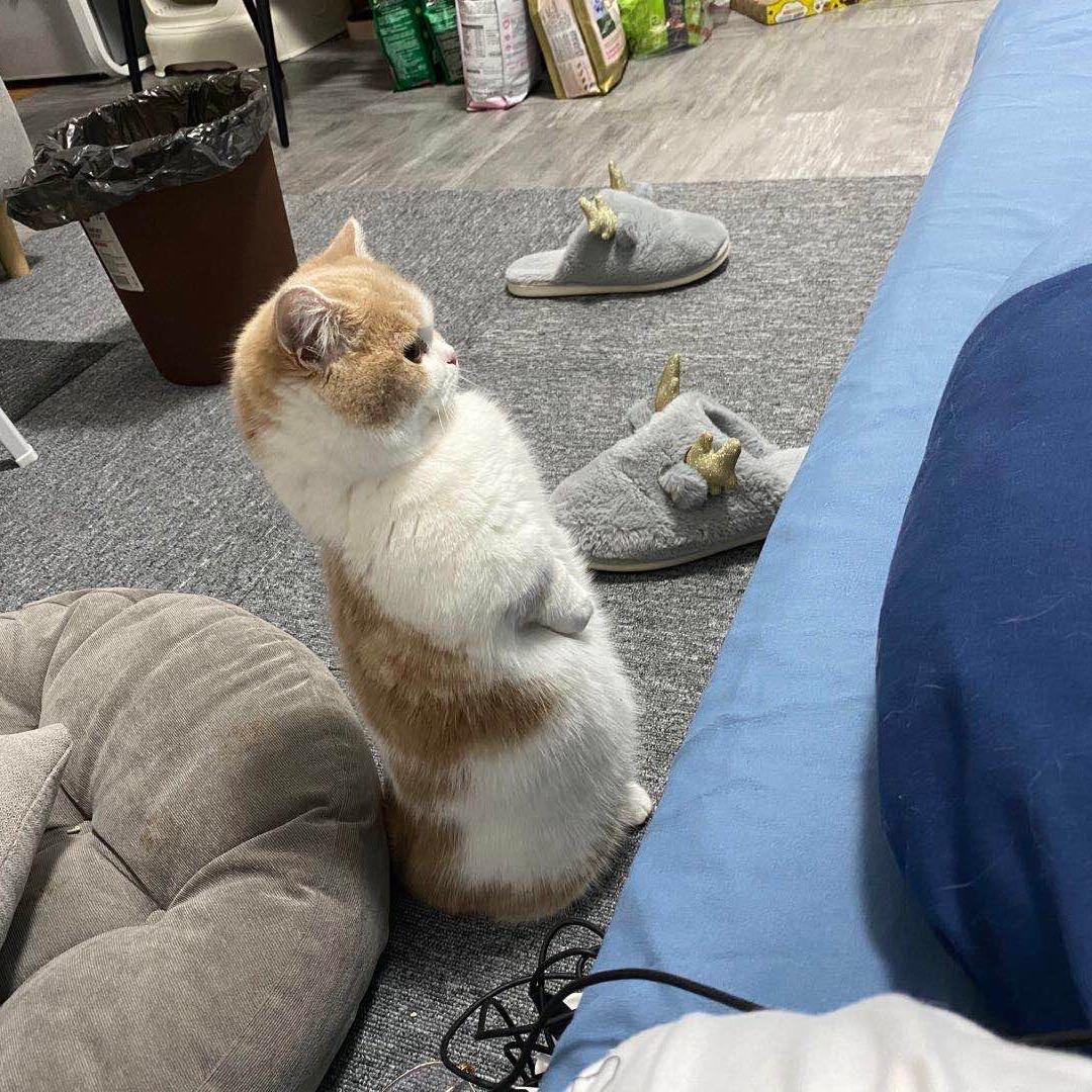 煤气罐小胖🐱