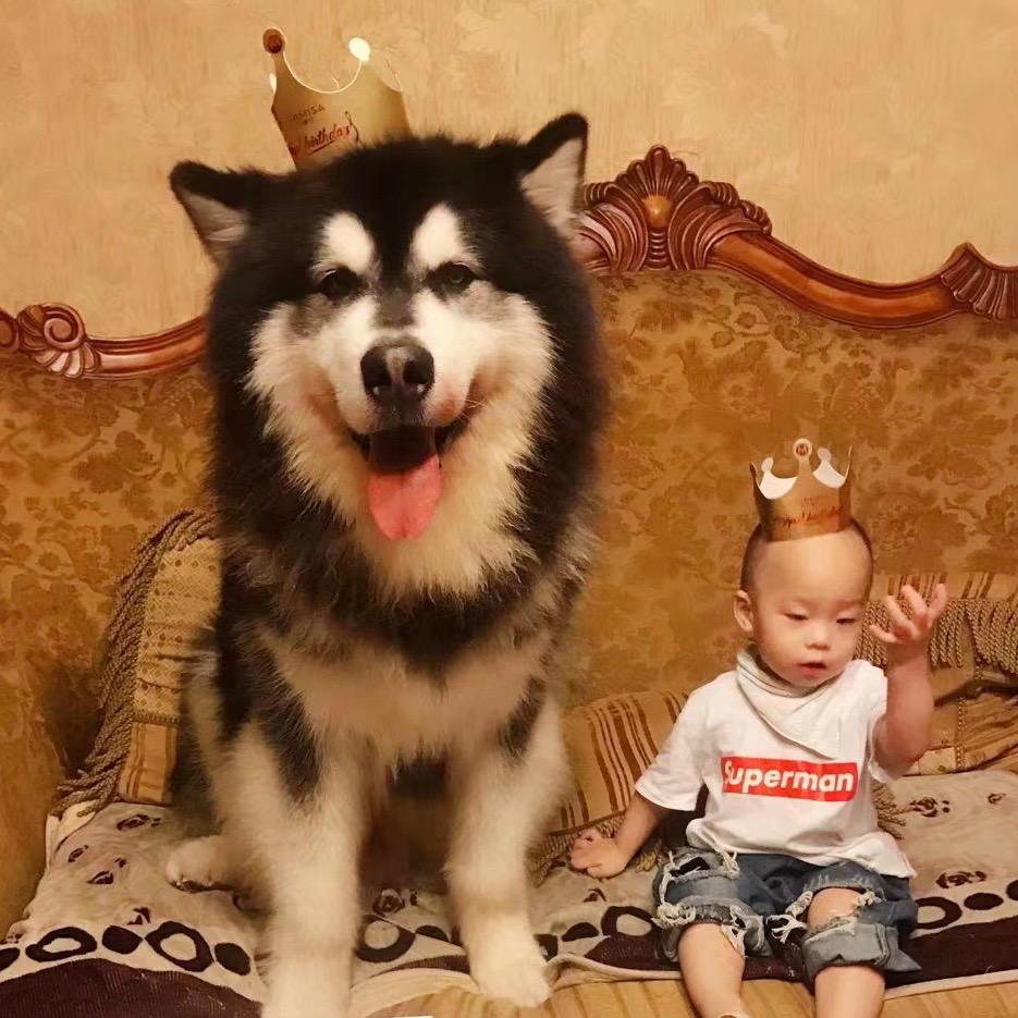 总裁宝宝🐶@抖音