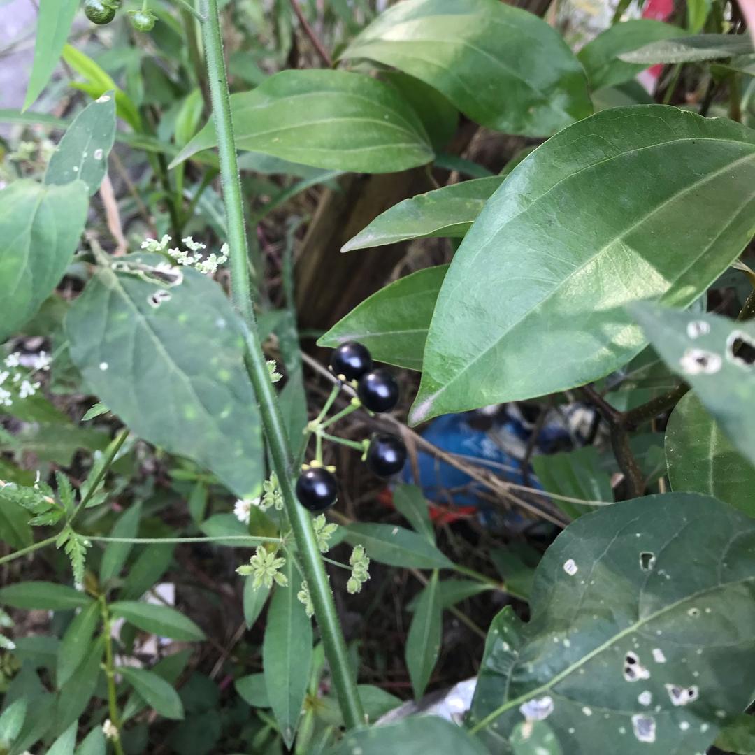柠檬汁汁