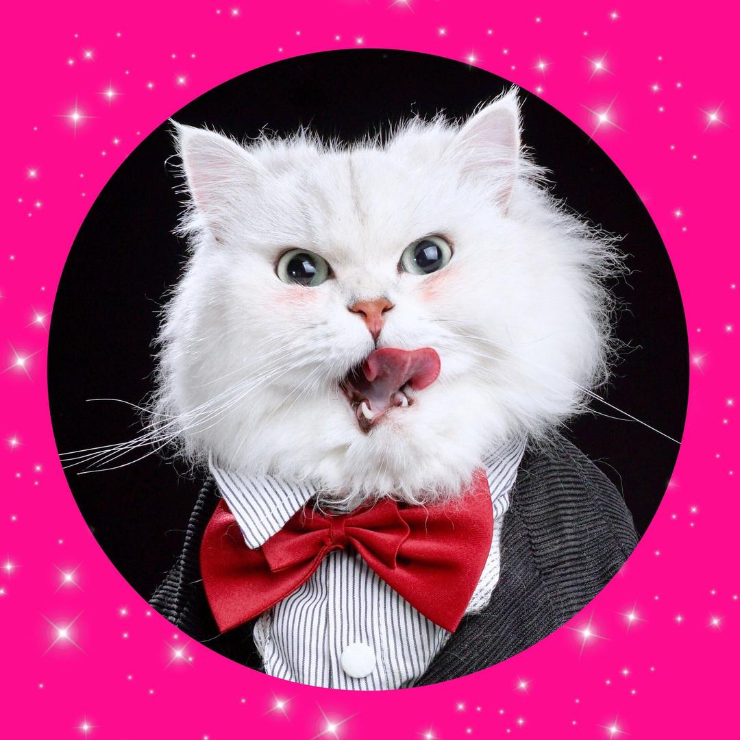 🐱吉哥🐱