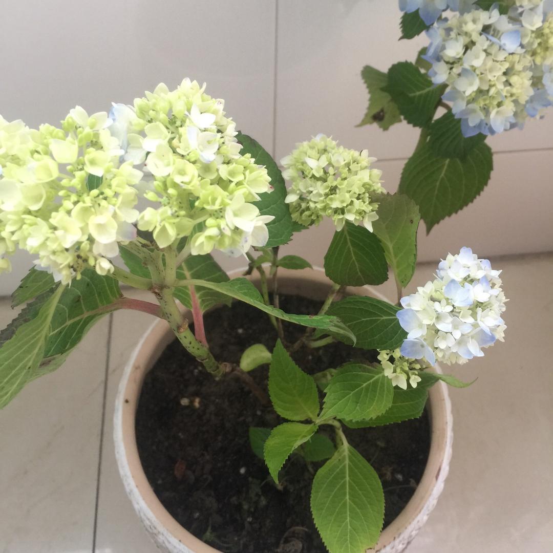 清水浮萍