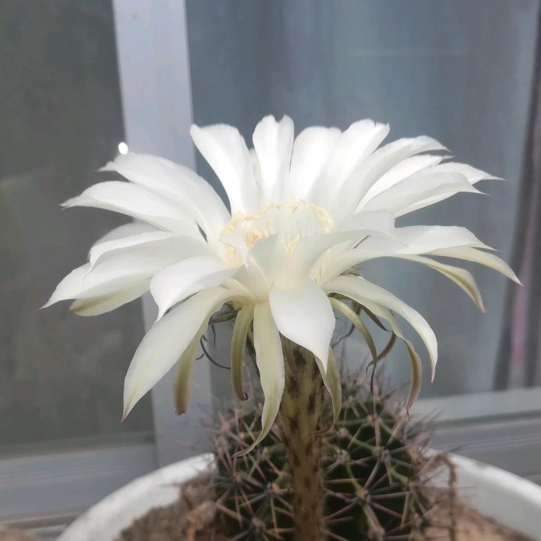 এ᭄薇薇ꦿృ༊