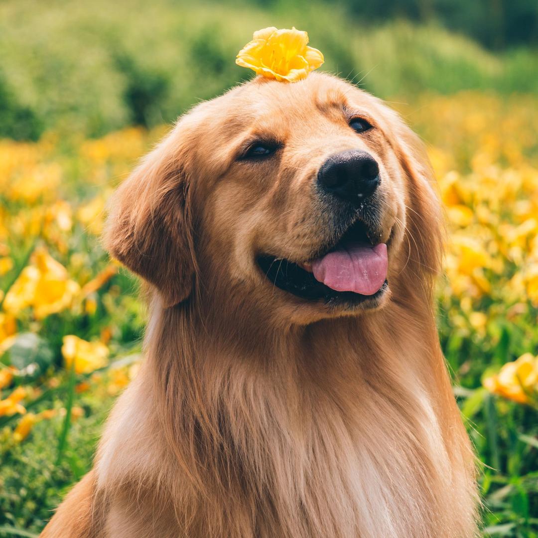 金毛多宝（沈阳训犬）