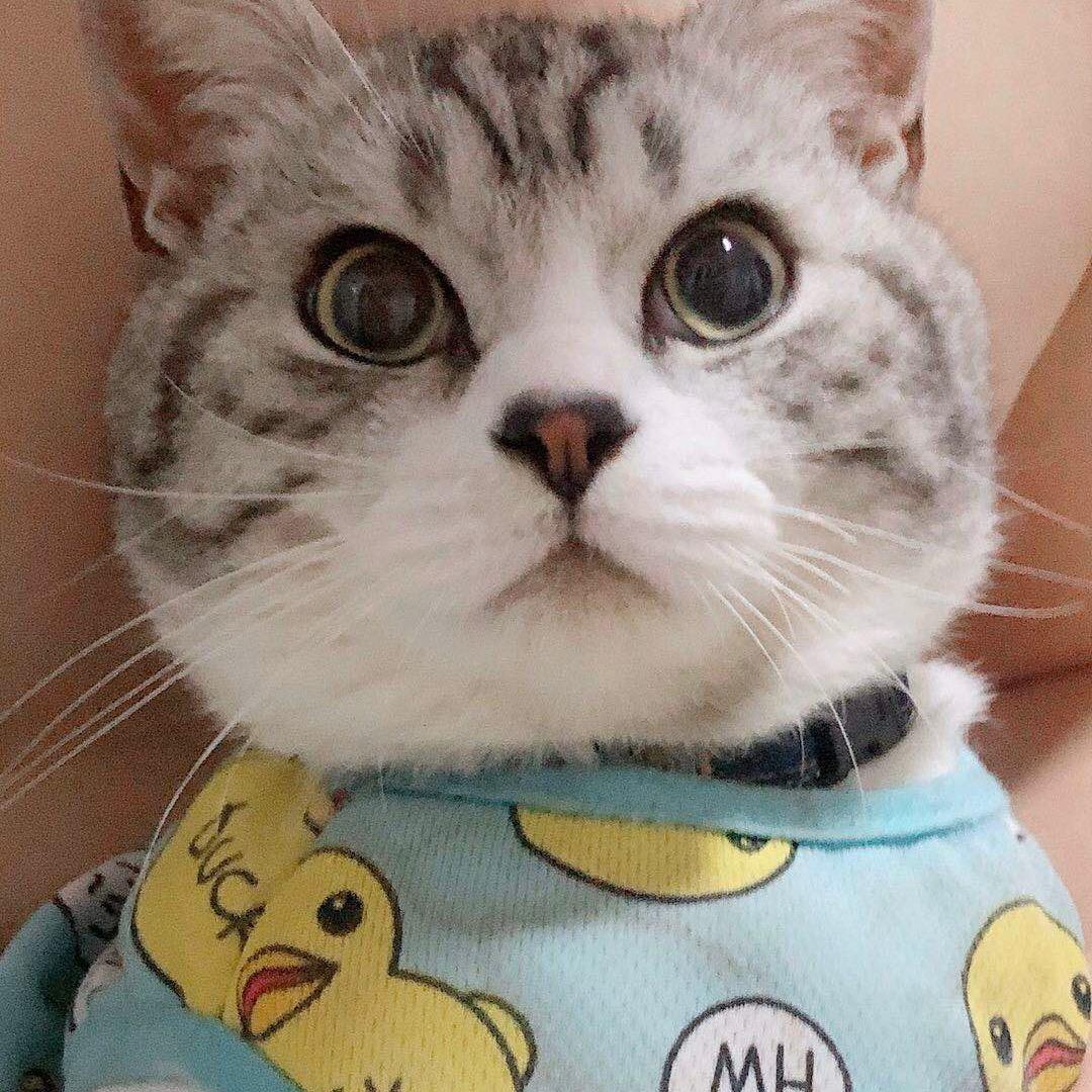 糕糕糕糕糕糕