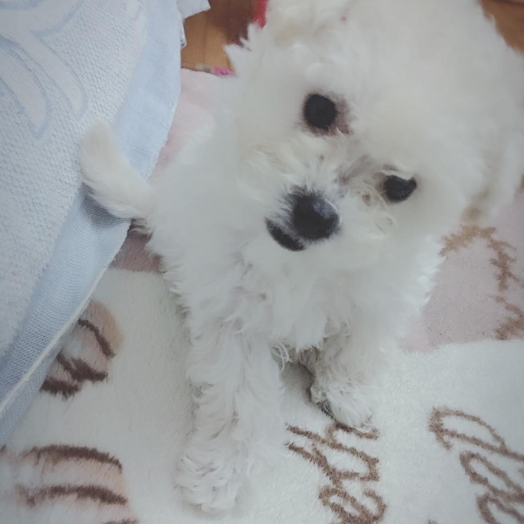 小围脖