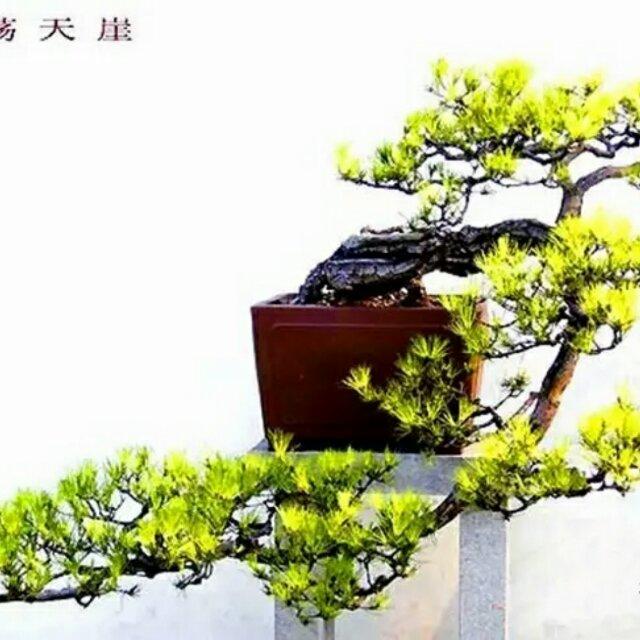 一帆风顺2006