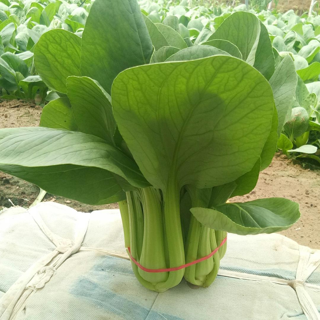 杨东亮