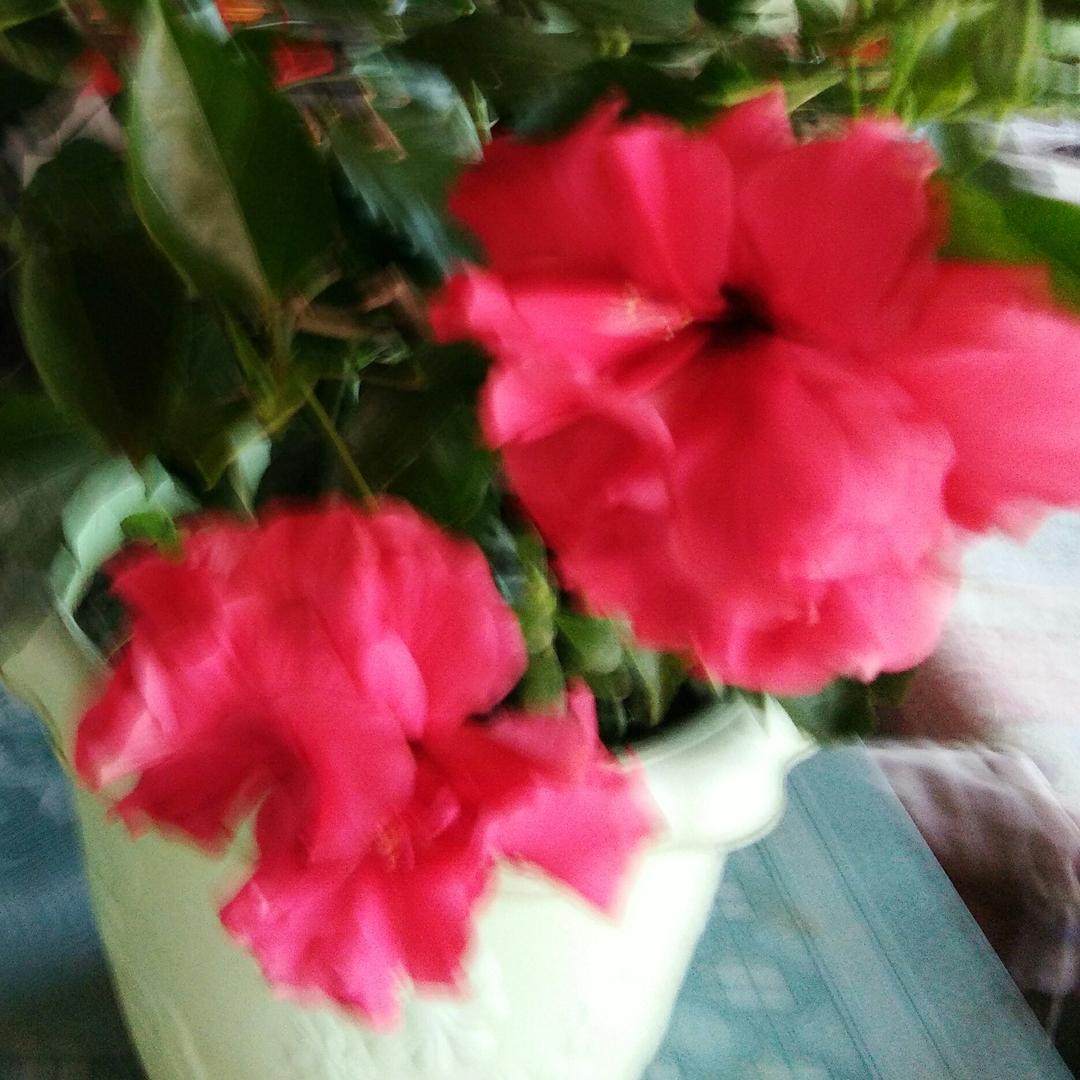 春暖花开。春暖花开。