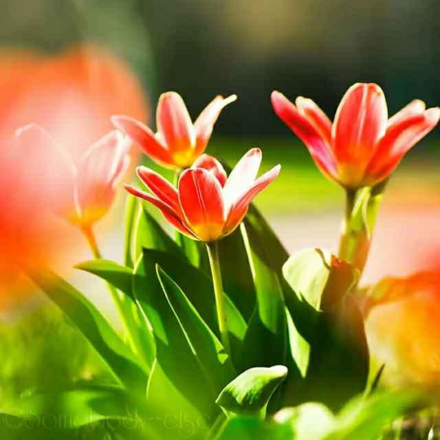 🤑🤑时来运转🤑🤑