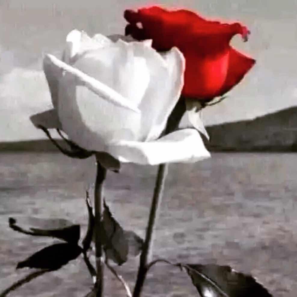 🌹