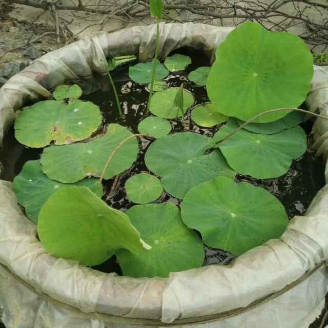 小小小潴