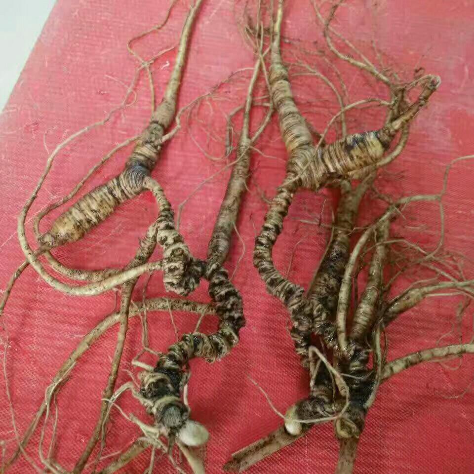 明盛参茸