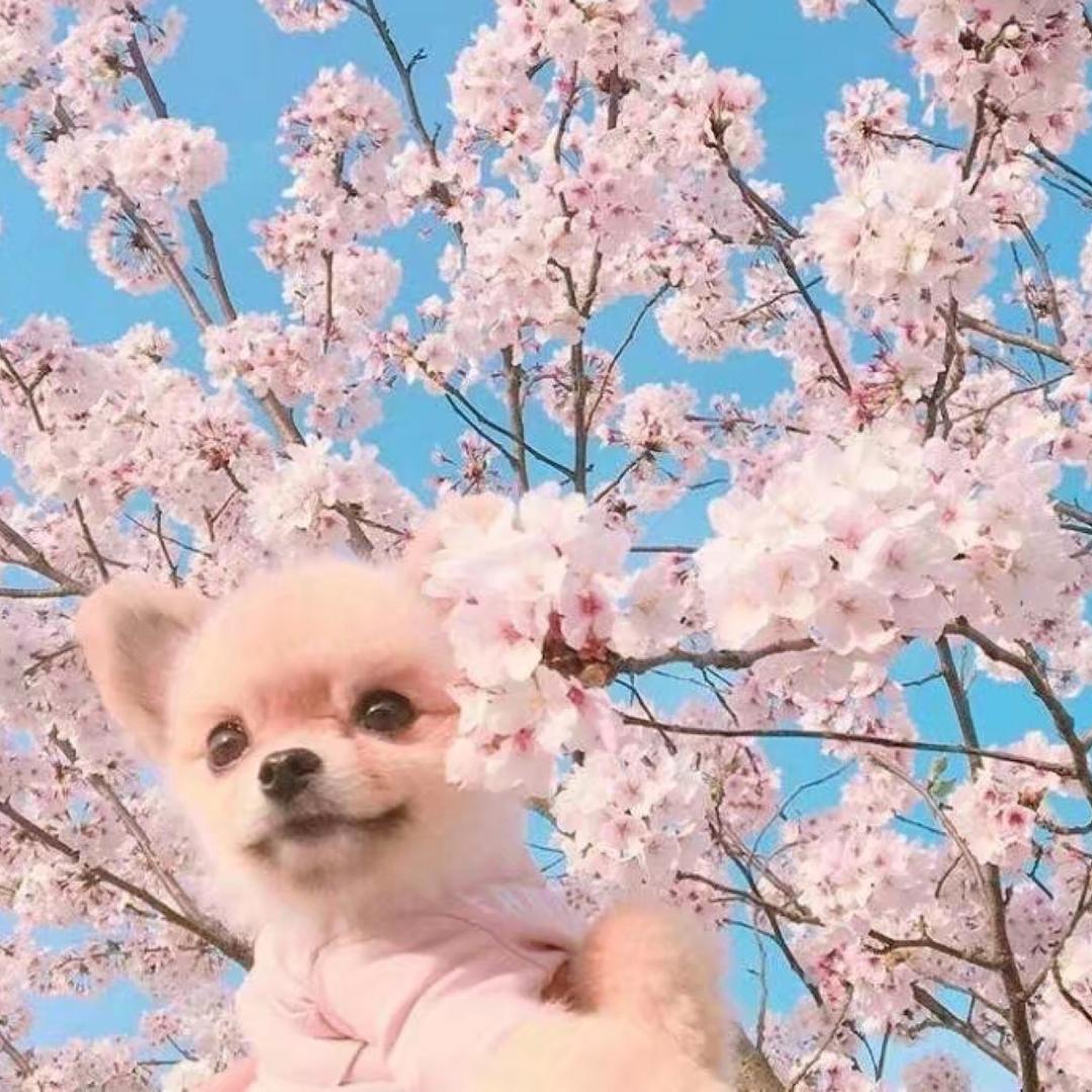 不吃菠萝