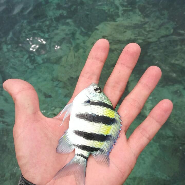 林中鸟