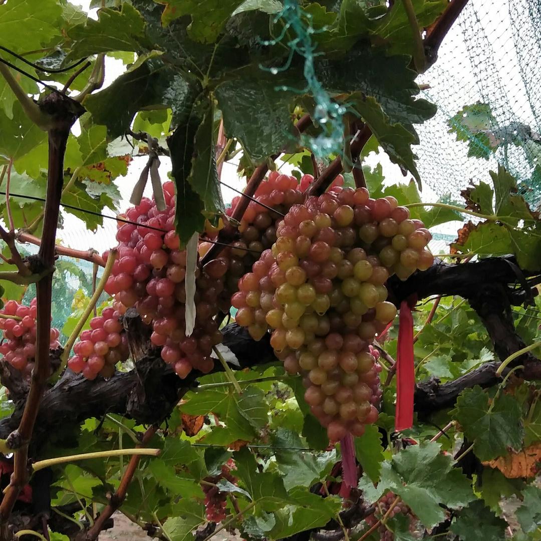 四九城的胡同串子