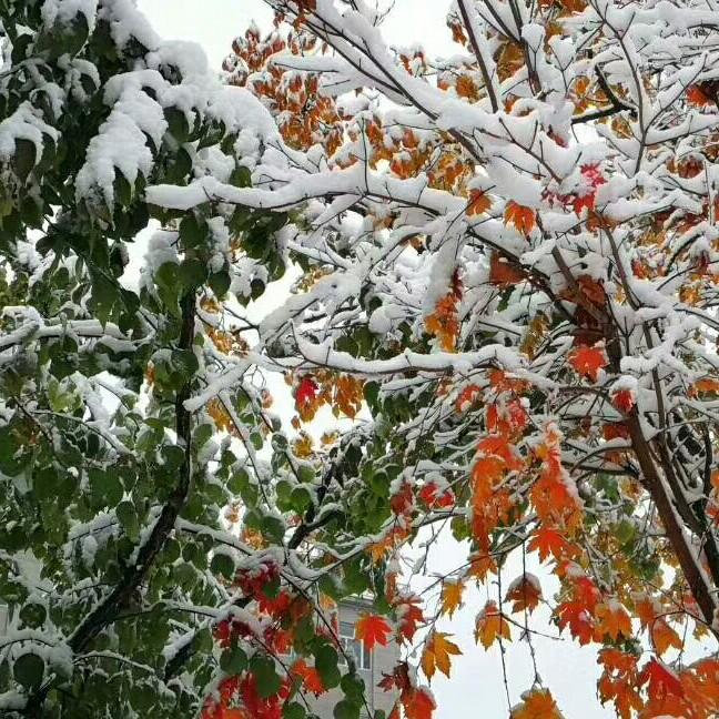 爱你雪狼
