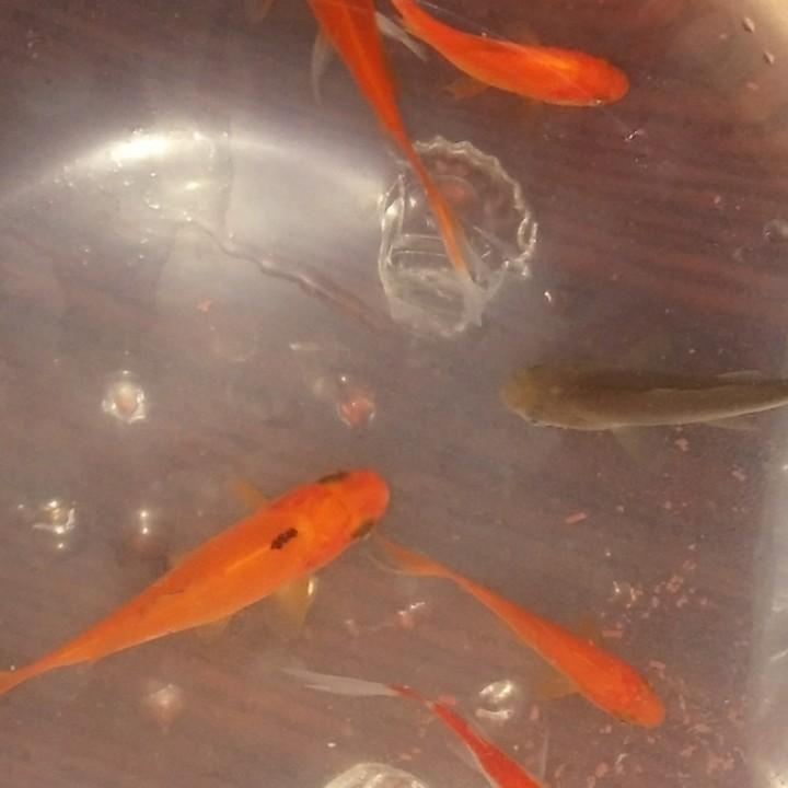 蓝哥
