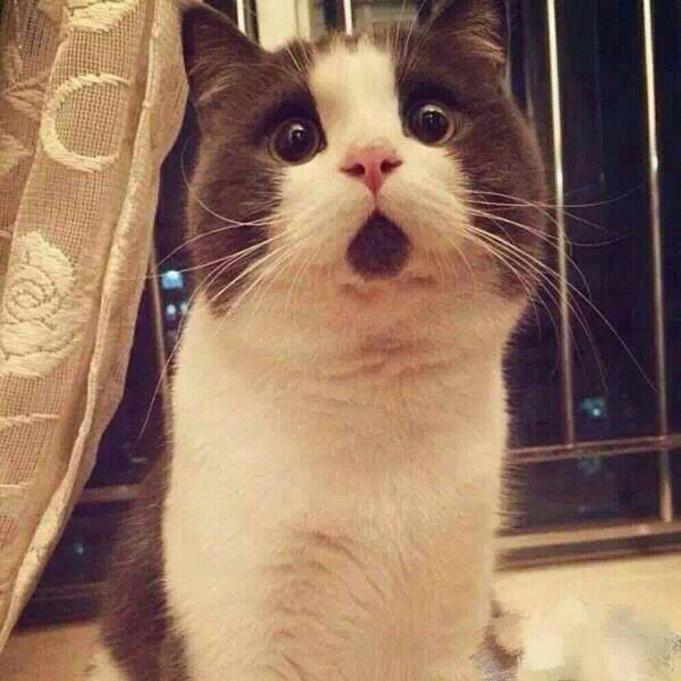 我和我的猫