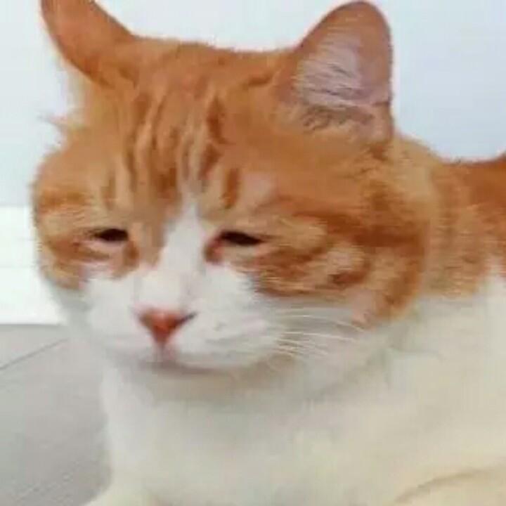 晓月