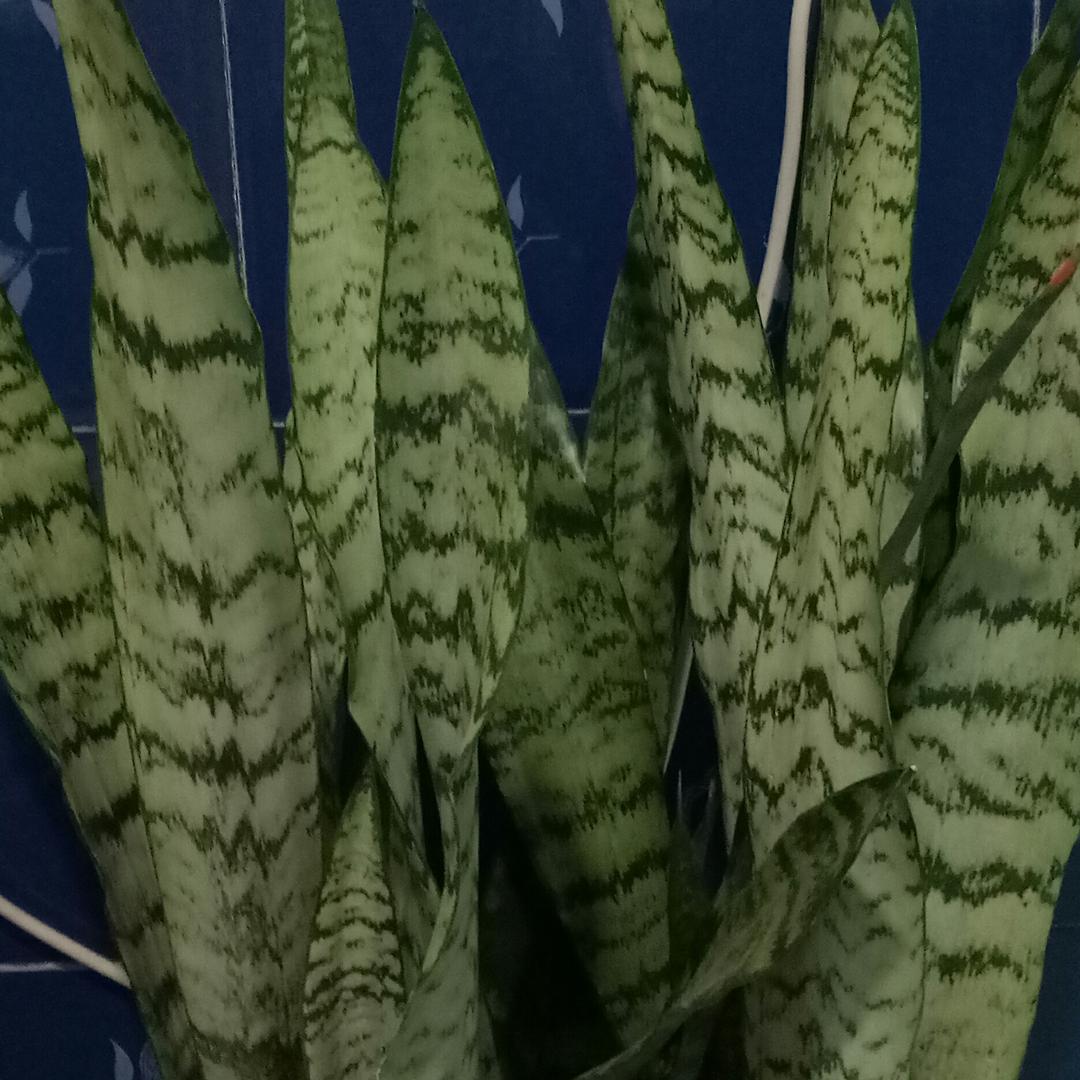 赵春凤_244421