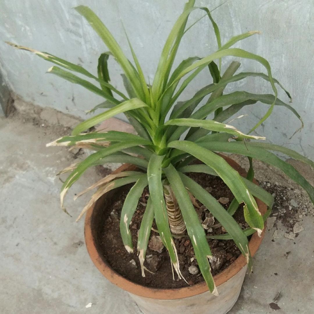 红尘过客恋家游子