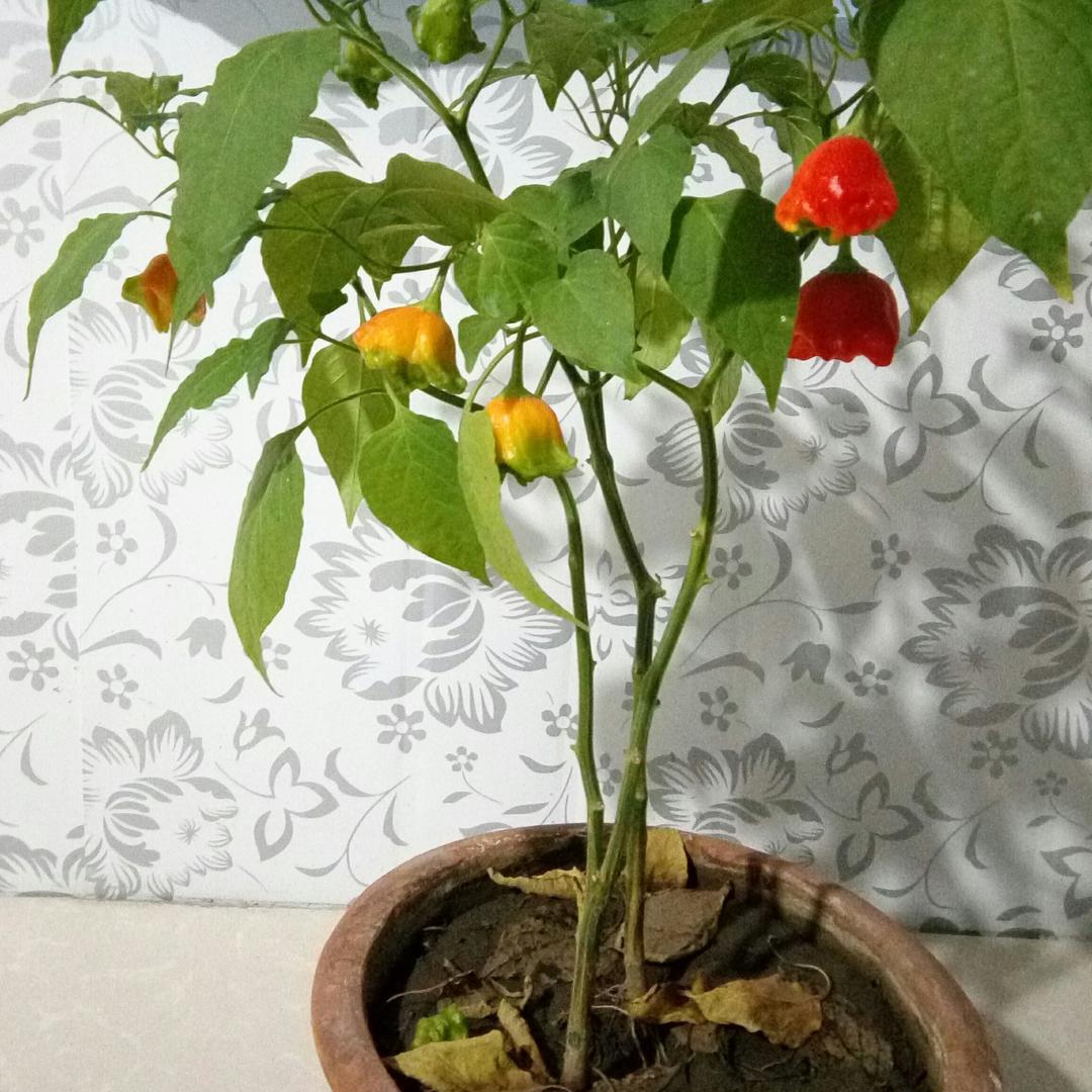 率哥