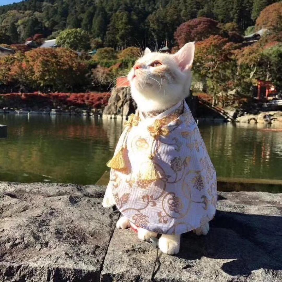 七七妖妖