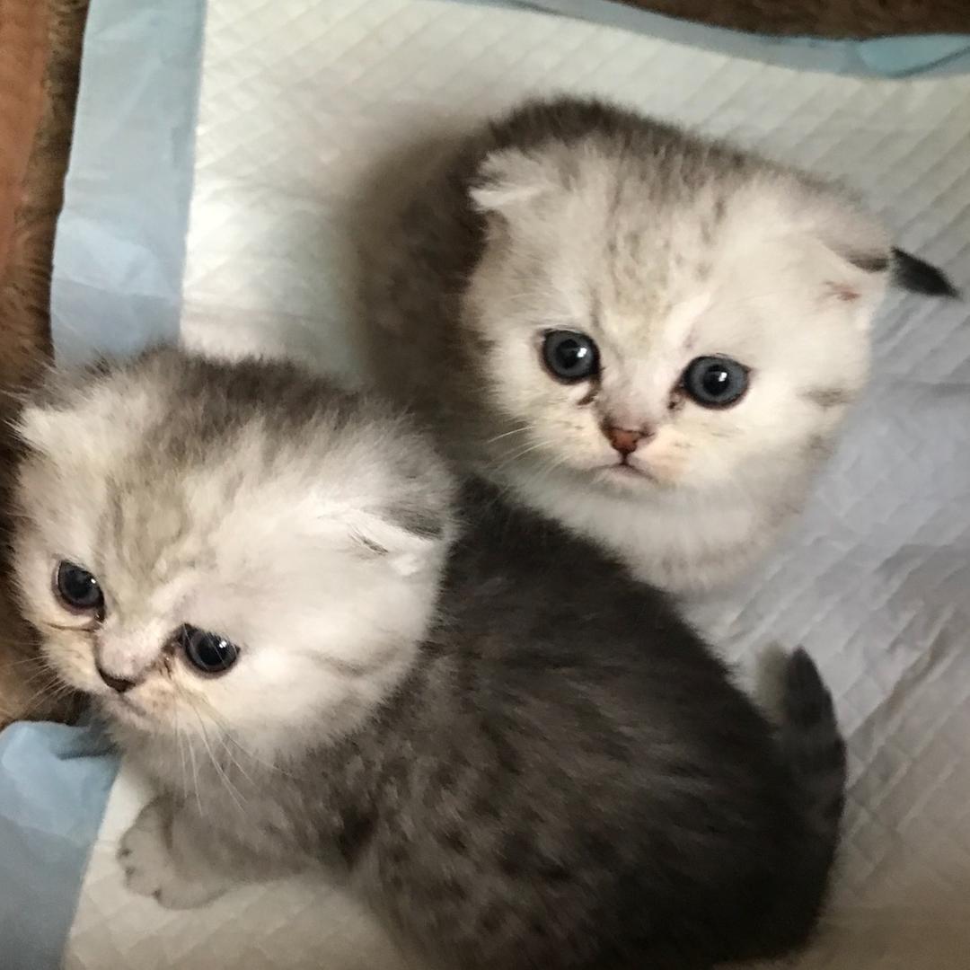 涵瀚的猫猫狗狗们