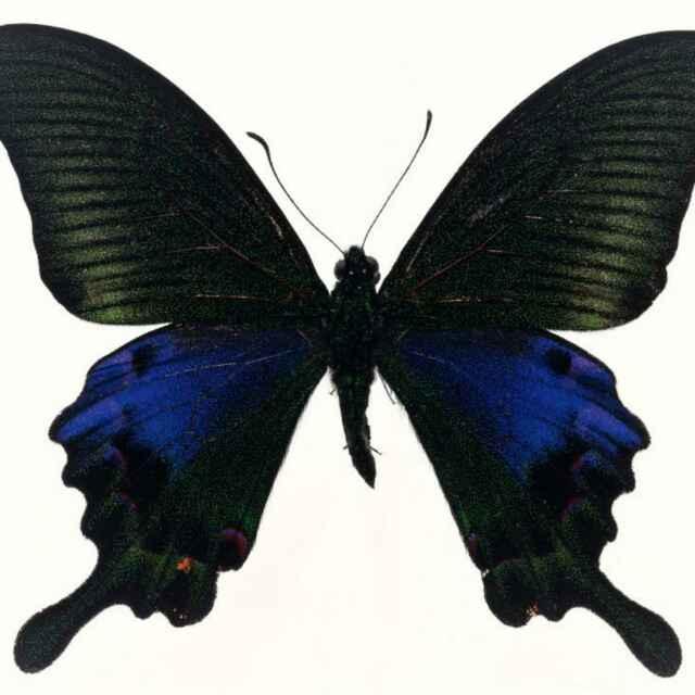 重案组之虎