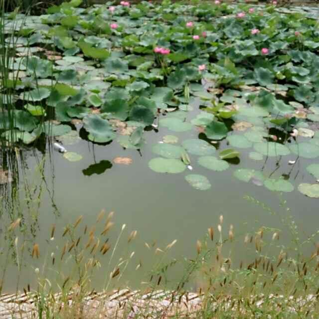 繁荣村舞蹈队秀芳