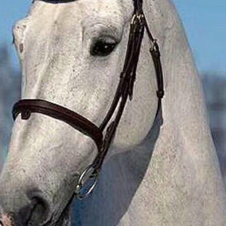 西北狼【狼哥】