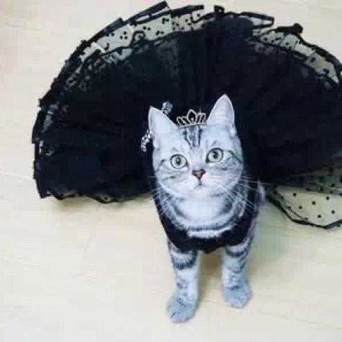 a.CAT
