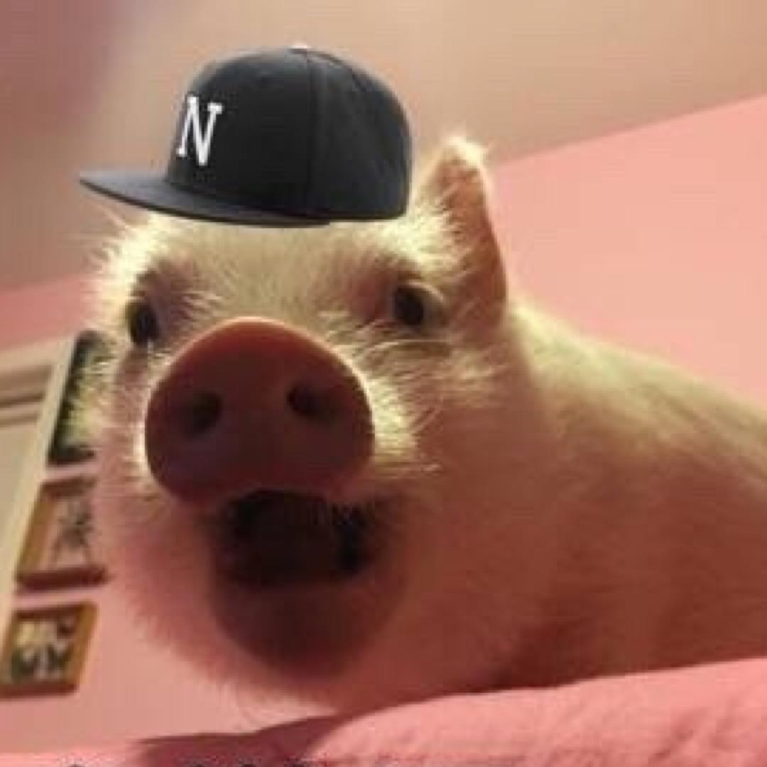 hello cheese