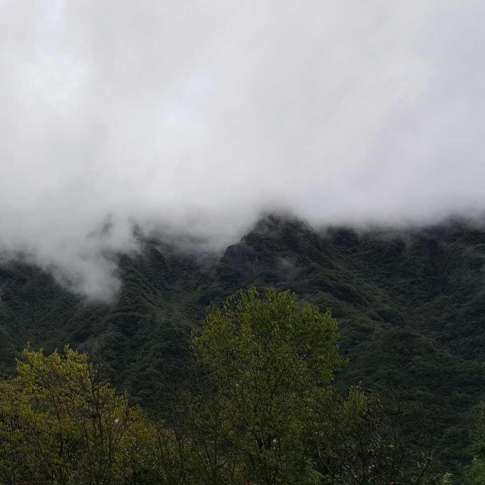 薄荷@