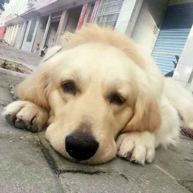 浠水HI小狗宠物店