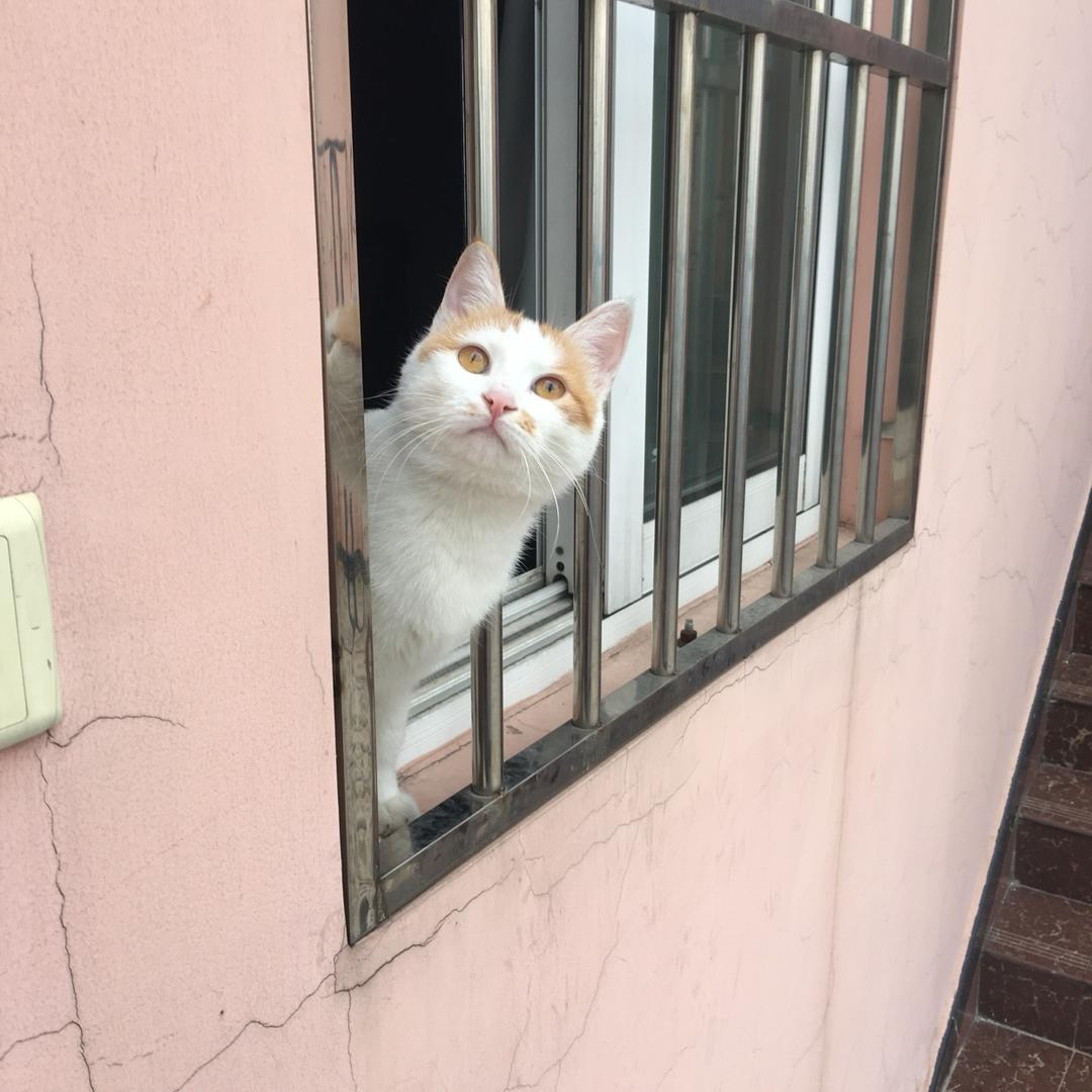 果果茶在线