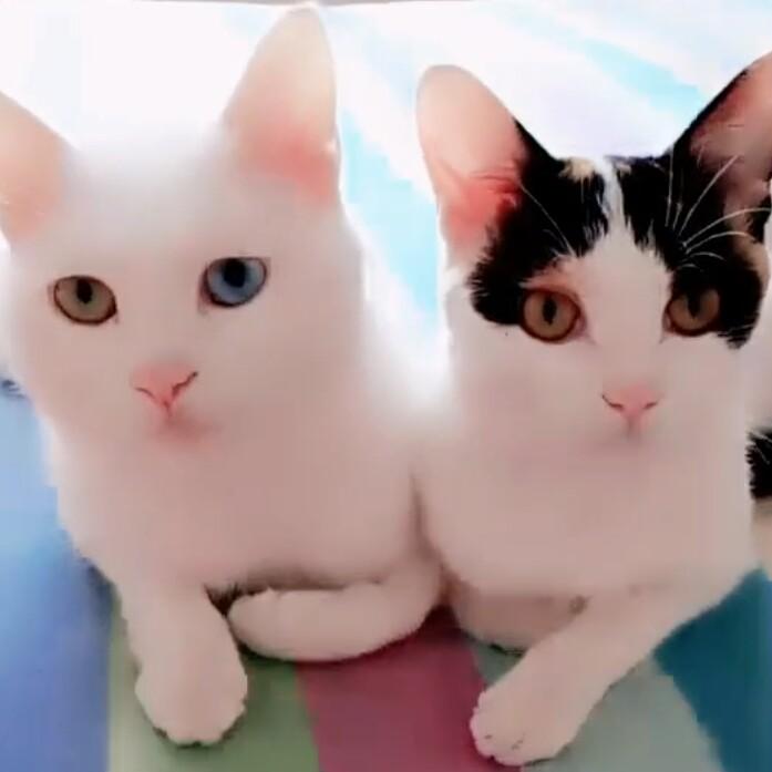 快乐的猫猫咪吖_