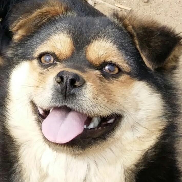 土狗小黑